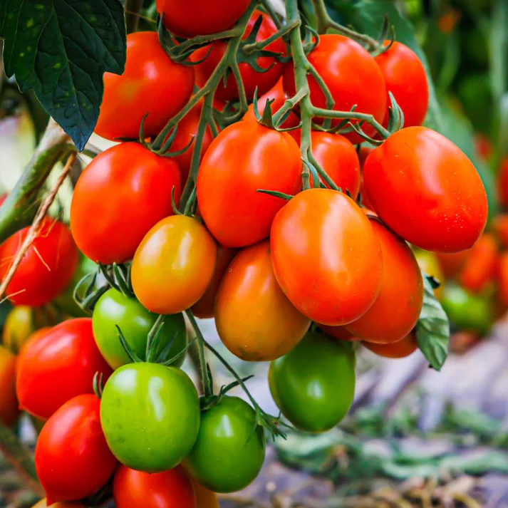 Tomato Oval Red F1 Hybrid Seeds (Tamatar/टमाटर के बीज)